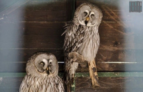 Monopoli, quando lo zoo si trova in un'azienda che produce tubi di plastica